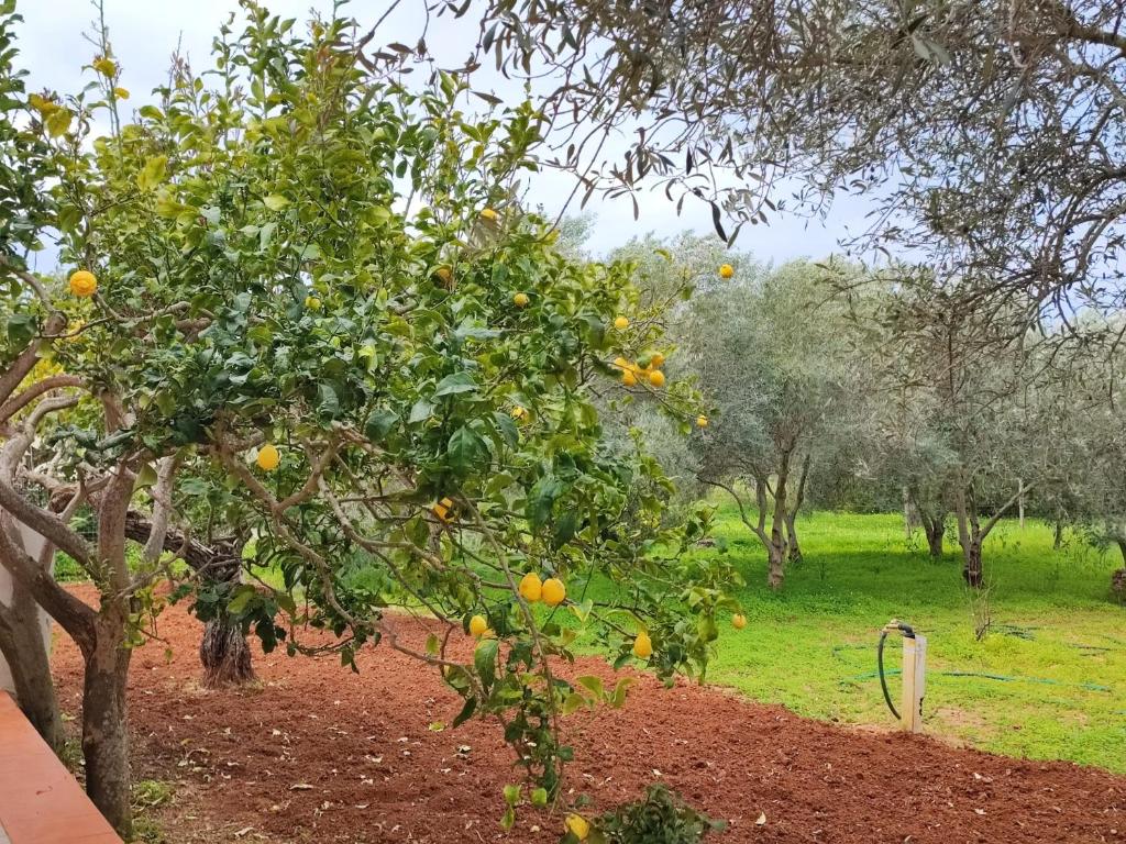 Casa Vacanze da Nonna Mela ad Alghero - Villa con BBQ