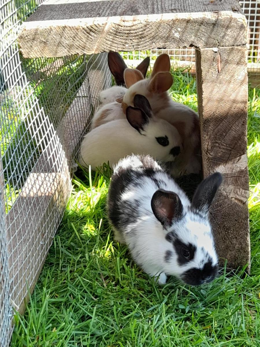 Ferien auf dem Bauernhof Hasenbüel - Housity