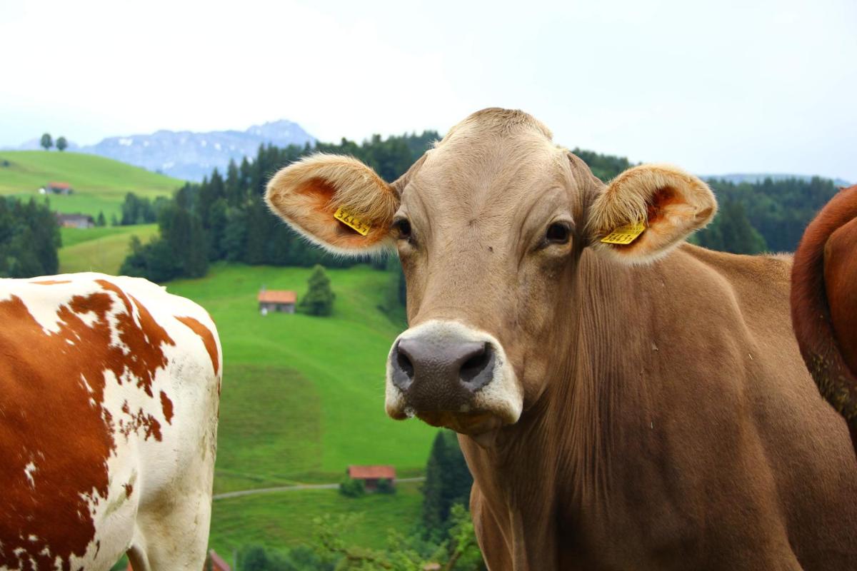 Ferien auf dem Bauernhof Hasenbüel - Housity