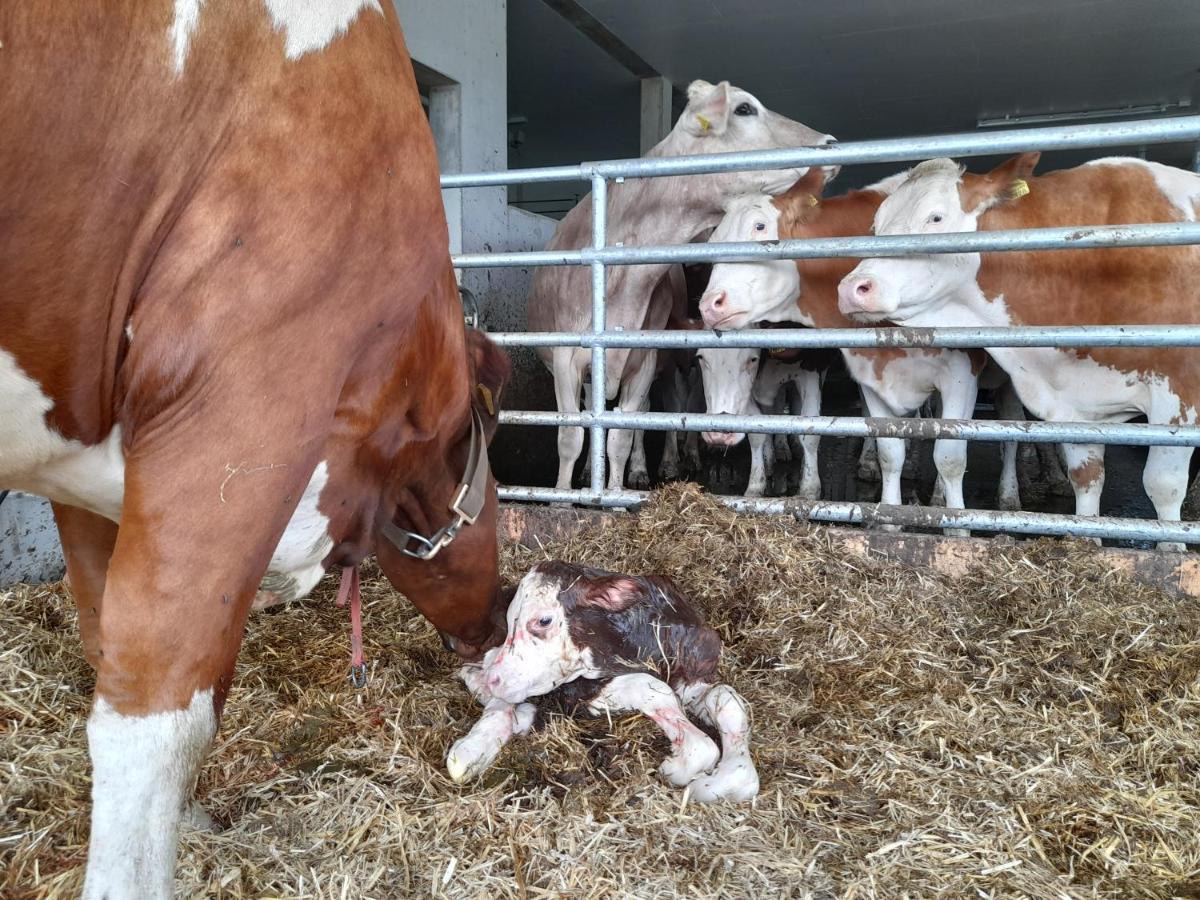Ferien auf dem Bauernhof Hasenbüel - Housity
