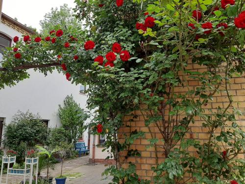 Fewo Rosenblüte am Stadtpark