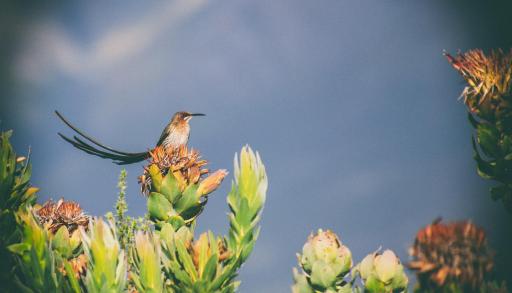Wild Rescue Nature Reserve - Housity