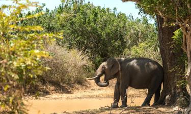 Yala National Park 호텔