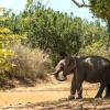 Yala National Park 호텔